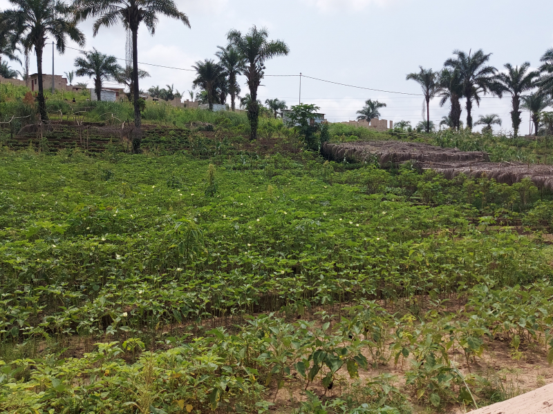 Terrains de 20 sur 20 à vendre à Kimwenza Gare - Mont Ngafula