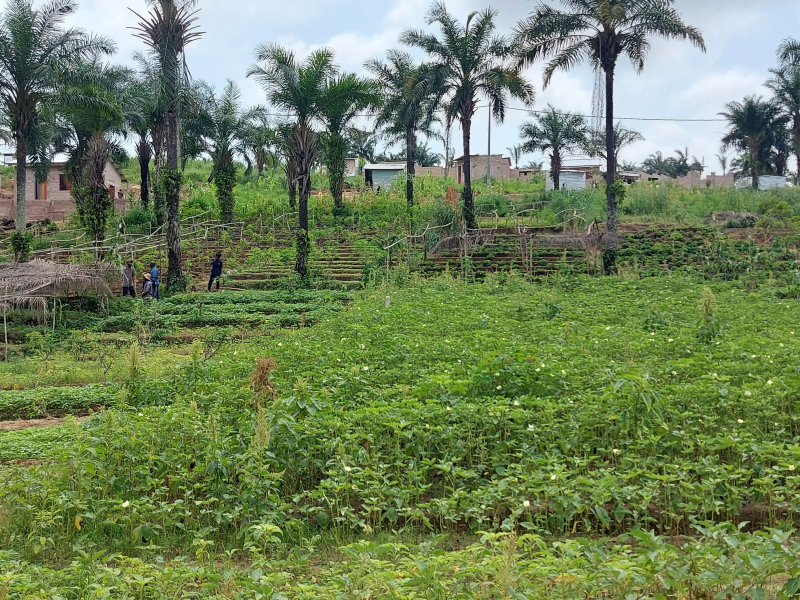 Terrains de 20 sur 20 à vendre à Kimwenza Gare - Mont Ngafula