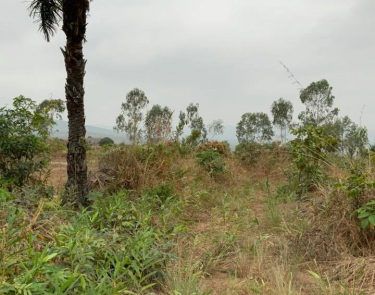 Voir le chef de terre