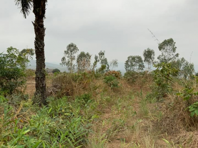 Voir le chef de terre