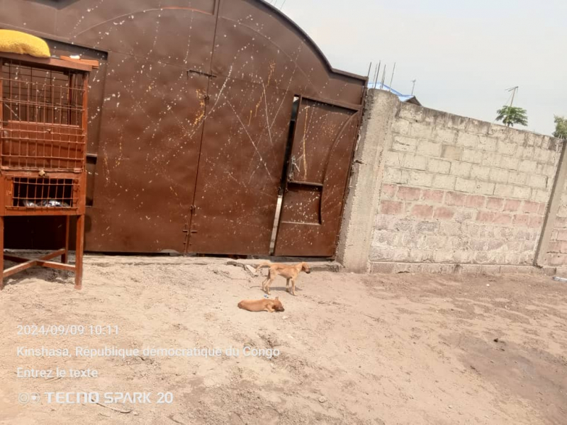 Vente parcelle à KINKOLE deuxième position du boulevard Lumumba Commune de la nsele
